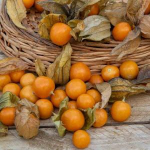 Physalis Edulis Coqueret du Pérou